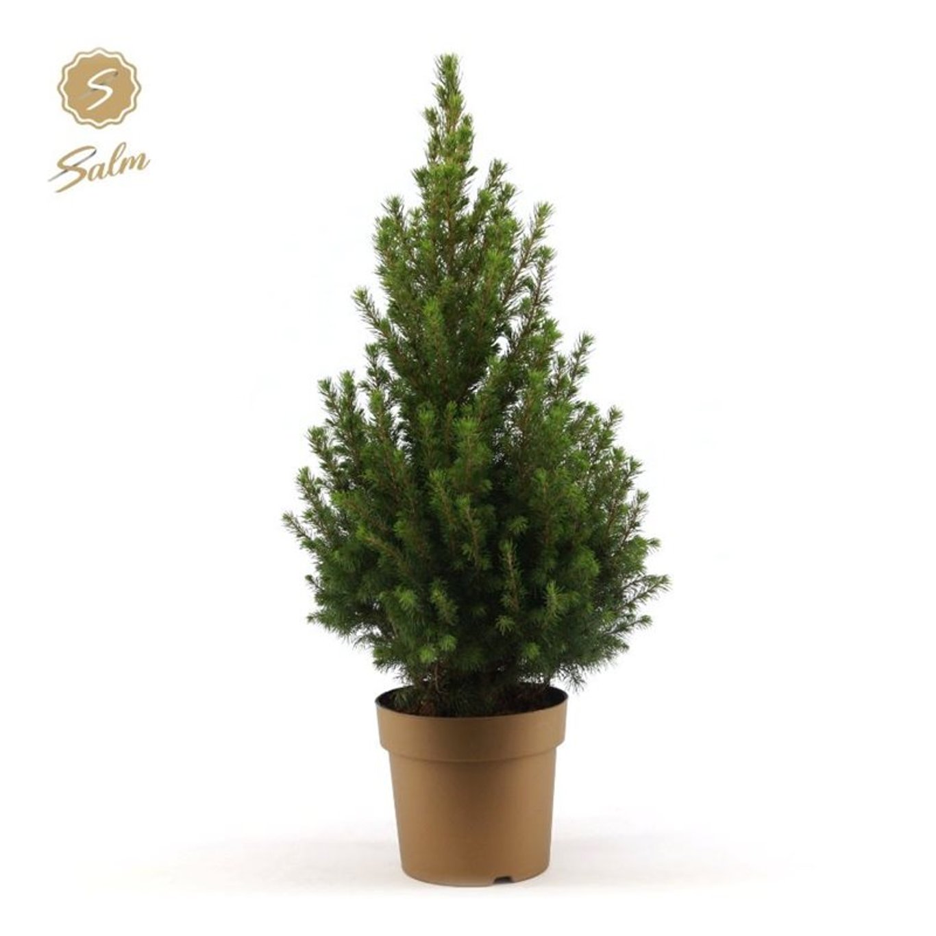 Picea gl. 'December' - C3 50-60 CM Gold pot